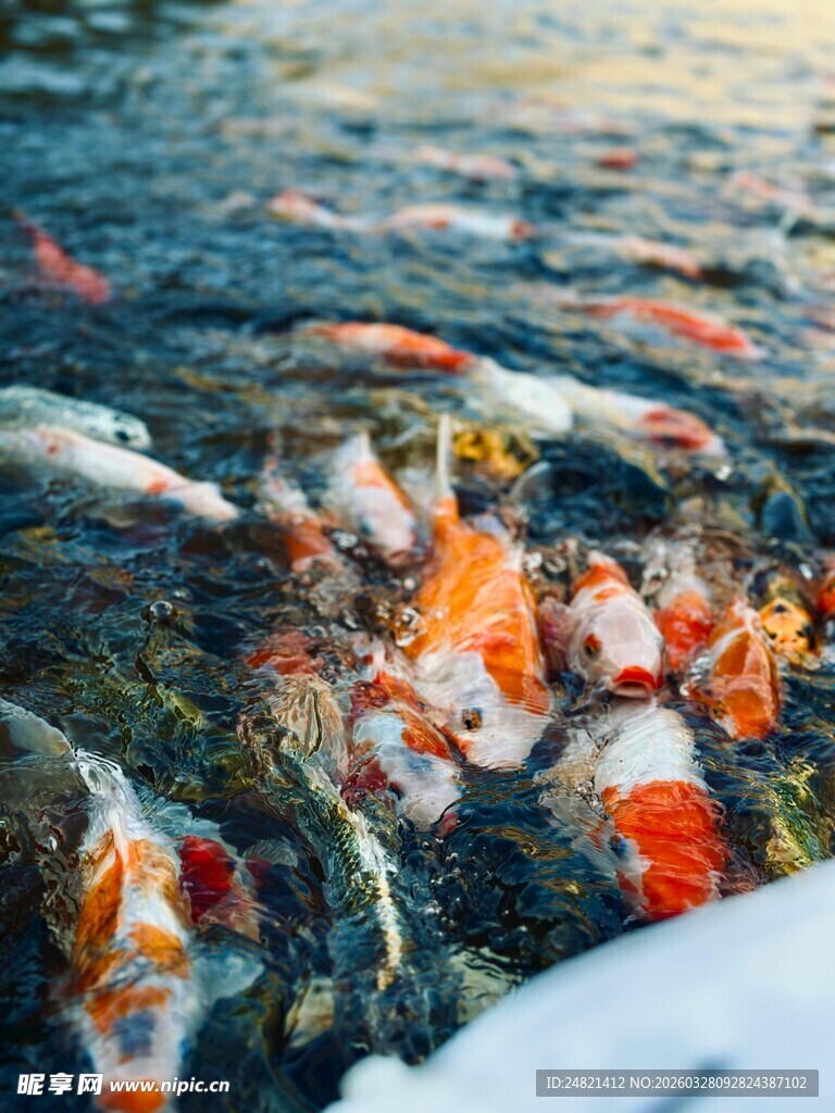 雪覆池塘中的多彩锦鲤