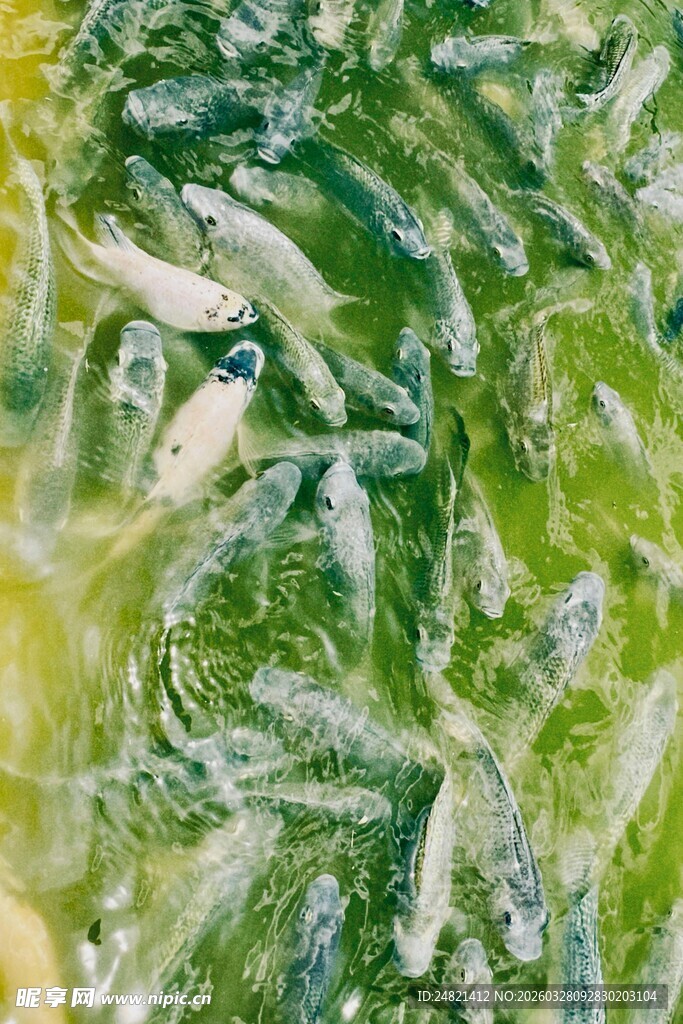 水中群鱼游动景象