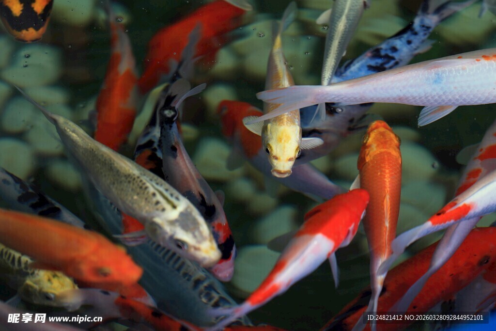 多彩锦鲤群游于水中