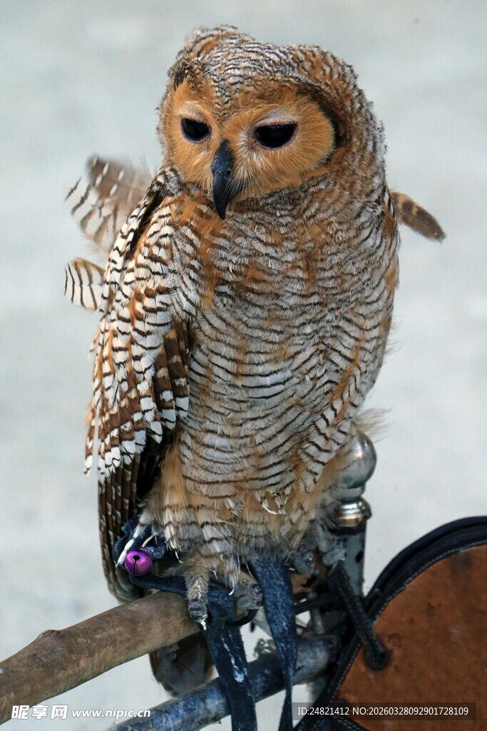 栖息枝头的猫头鹰