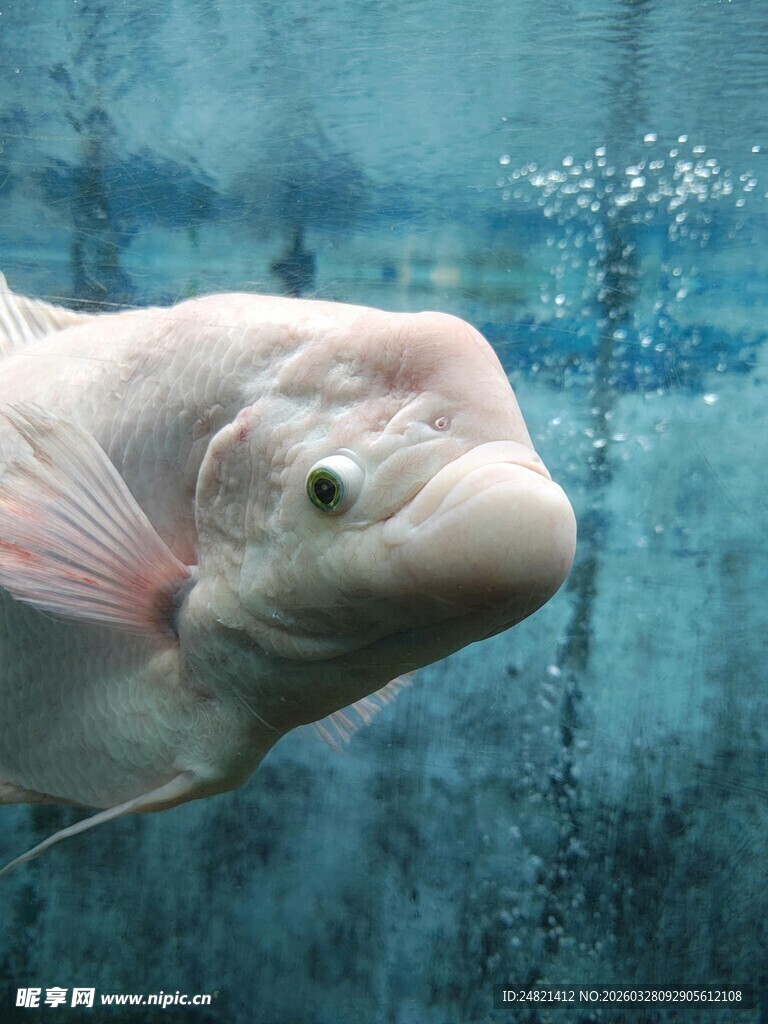 白化招财鱼特写