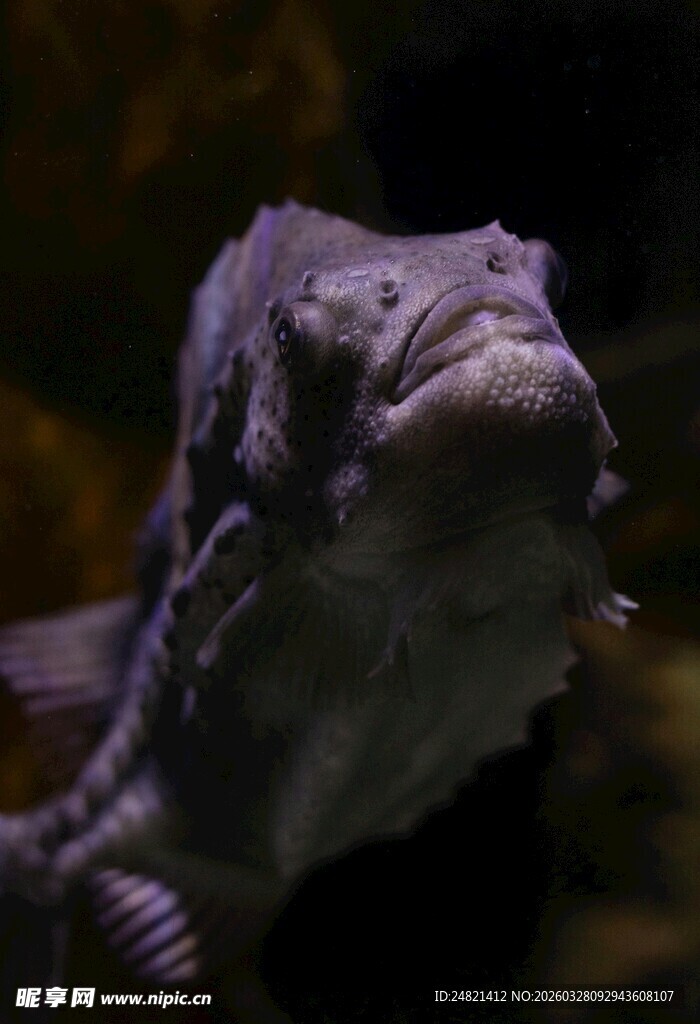 奇异深海鱼特写