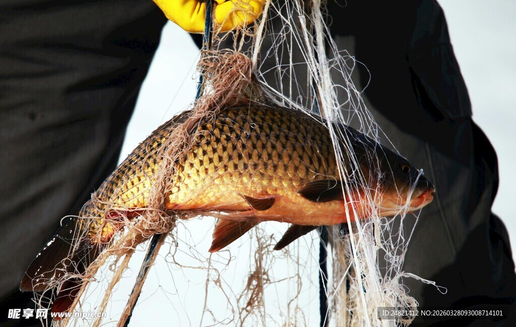 渔夫捕获大鱼于渔网中