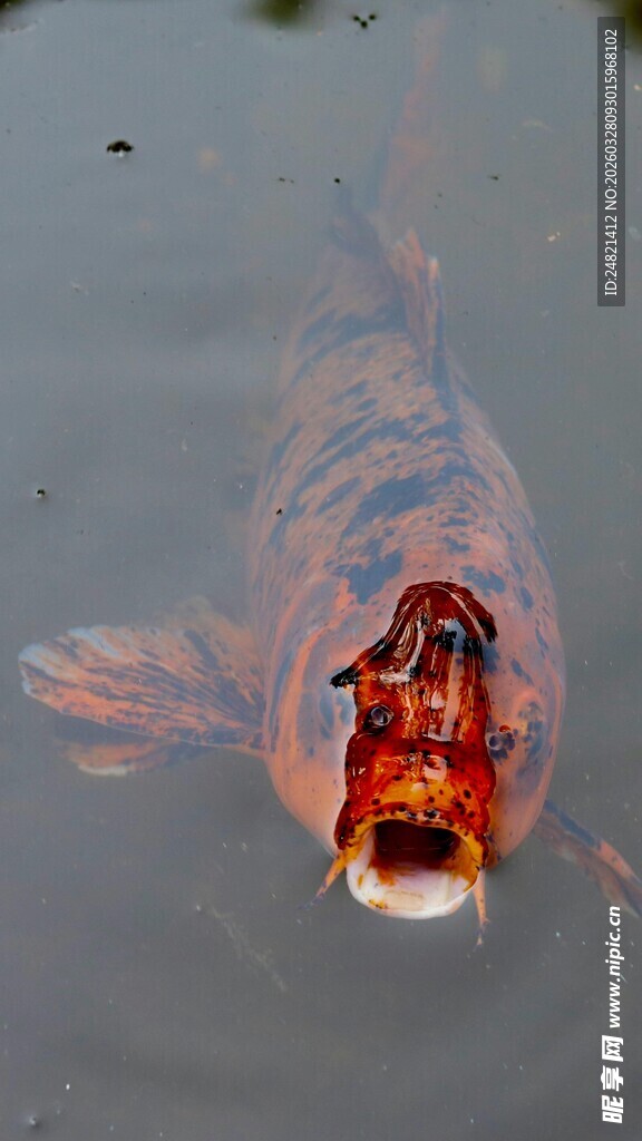 水中红锦鲤特写