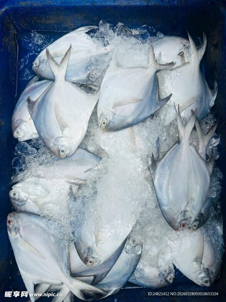 冰鲜鲳鱼堆放在蓝色容器中