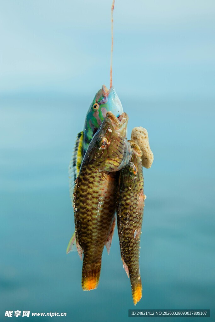 钓起的两条色彩斑斓的鱼