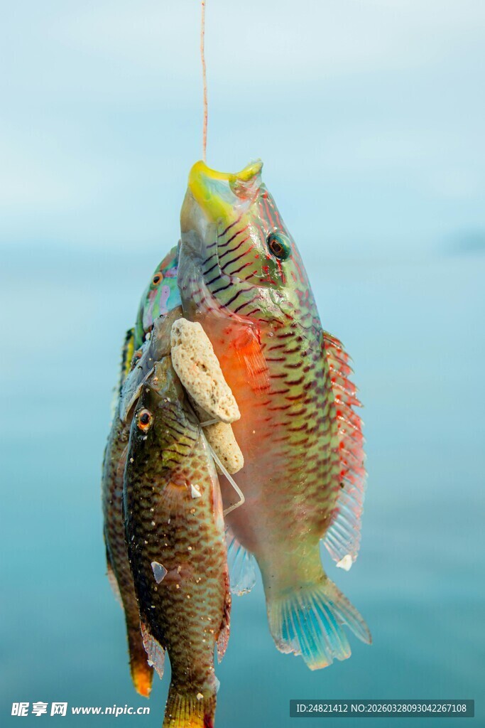 钓获的彩色鱼儿