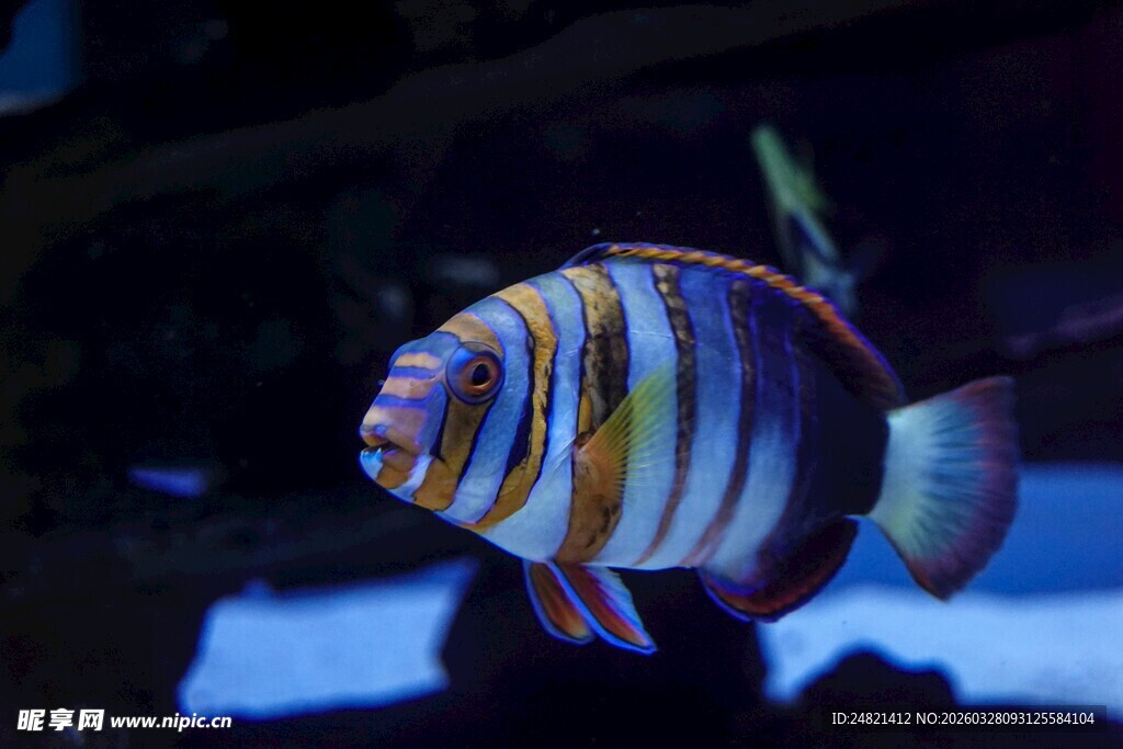 条纹斑斓的美丽观赏鱼