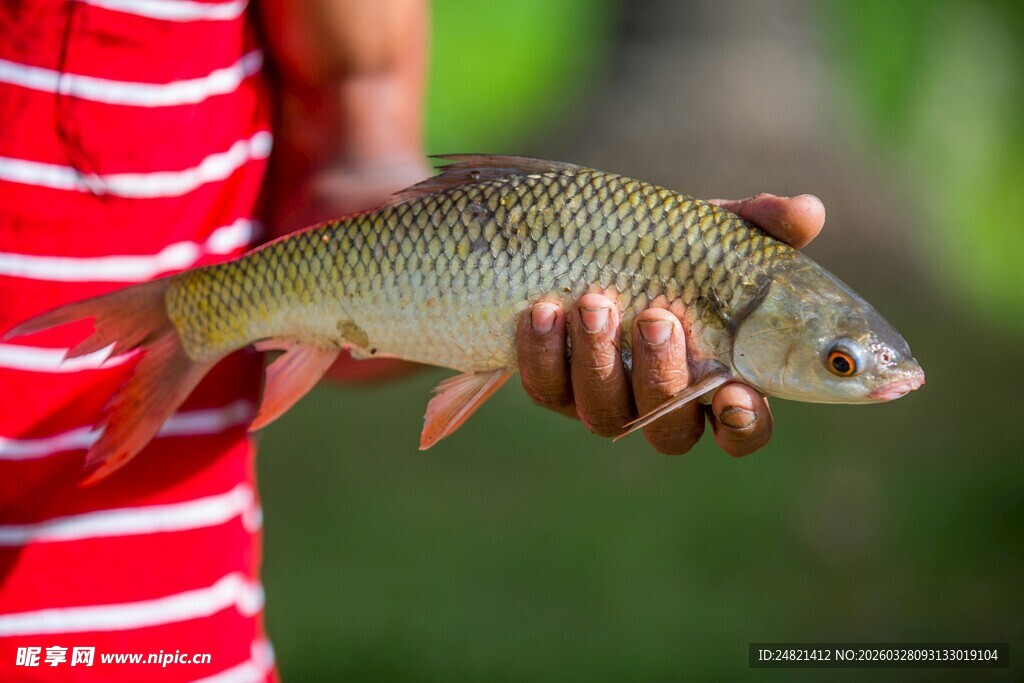 手中的鲜活鲤鱼