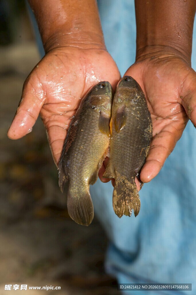 手中的青蛙与幼蛙
