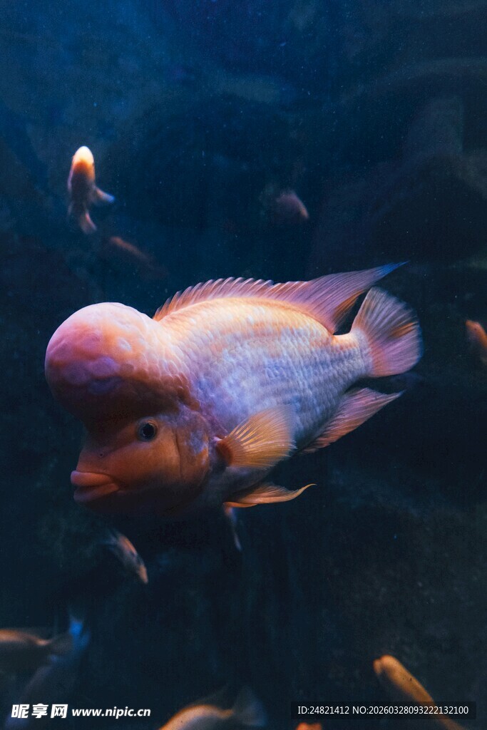 水族馆中绚丽多彩的鱼类