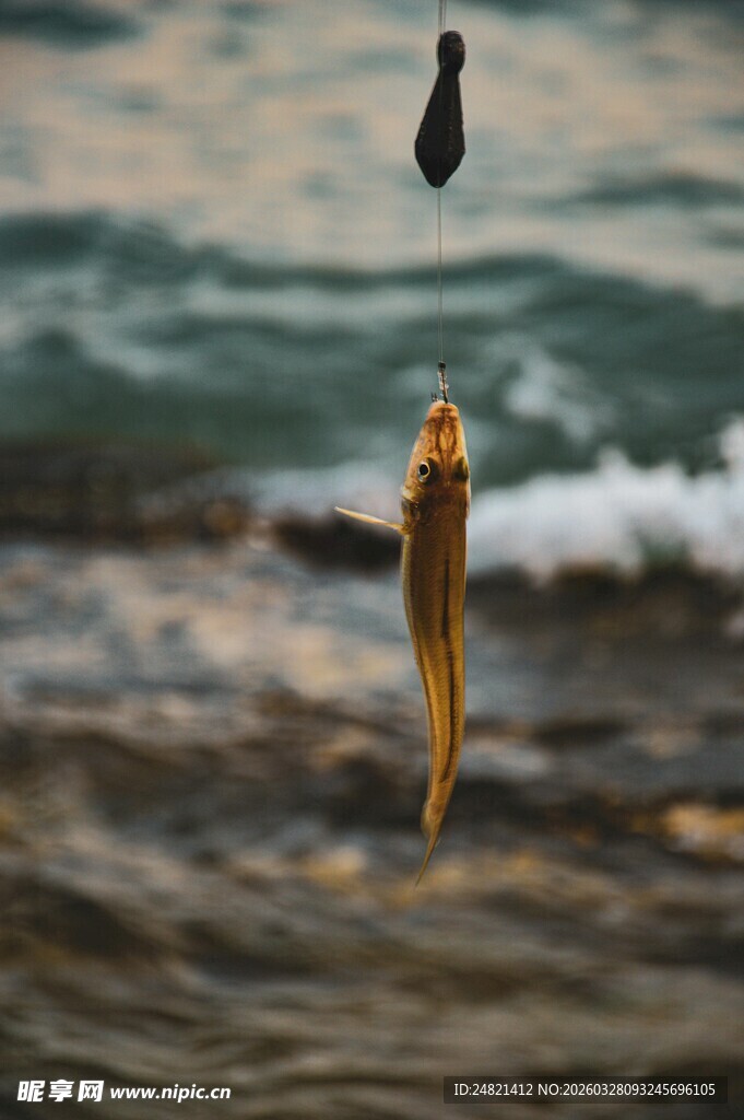 海边垂钓收获的鲜活鱼儿