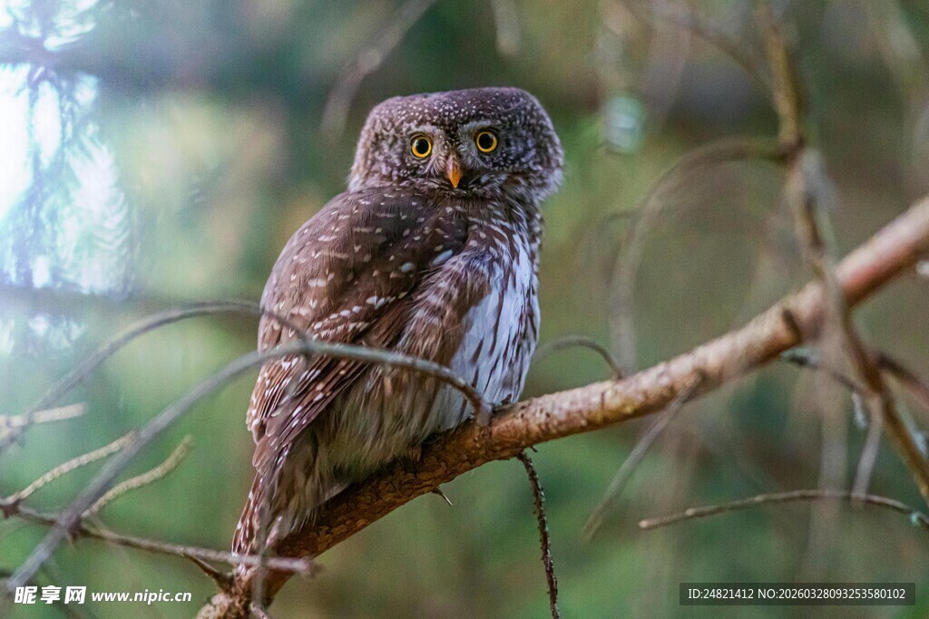 树枝上的小巧猫头鹰