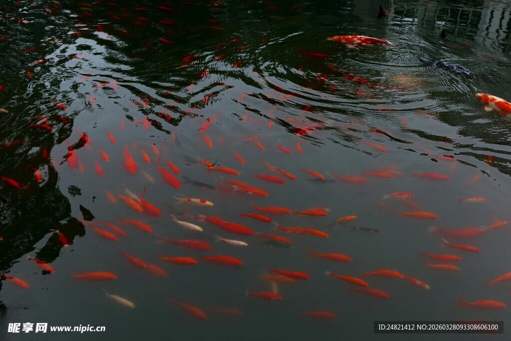 池塘中游动的红色金鱼