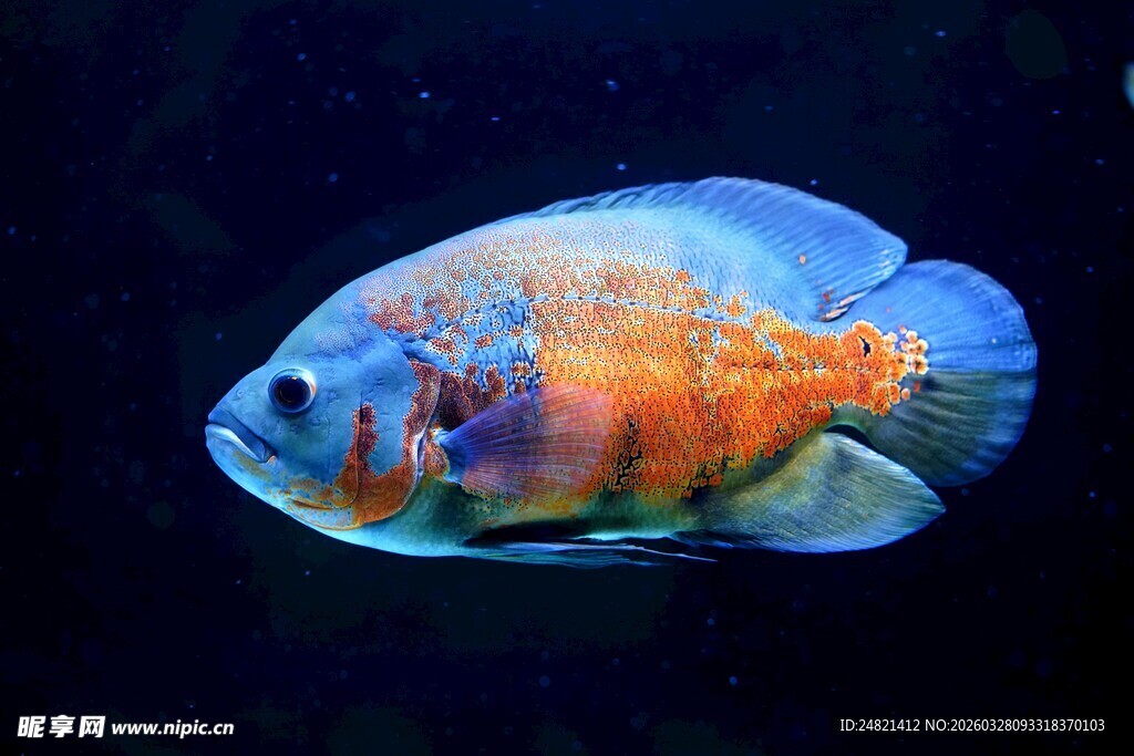 多彩观赏鱼畅游水中