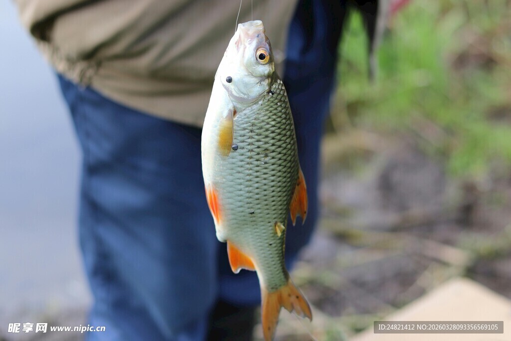 河边垂钓收获肥硕小鱼