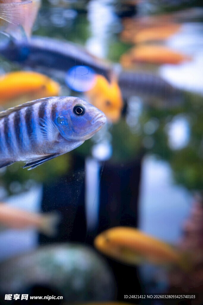 多彩条纹鱼在水中游动