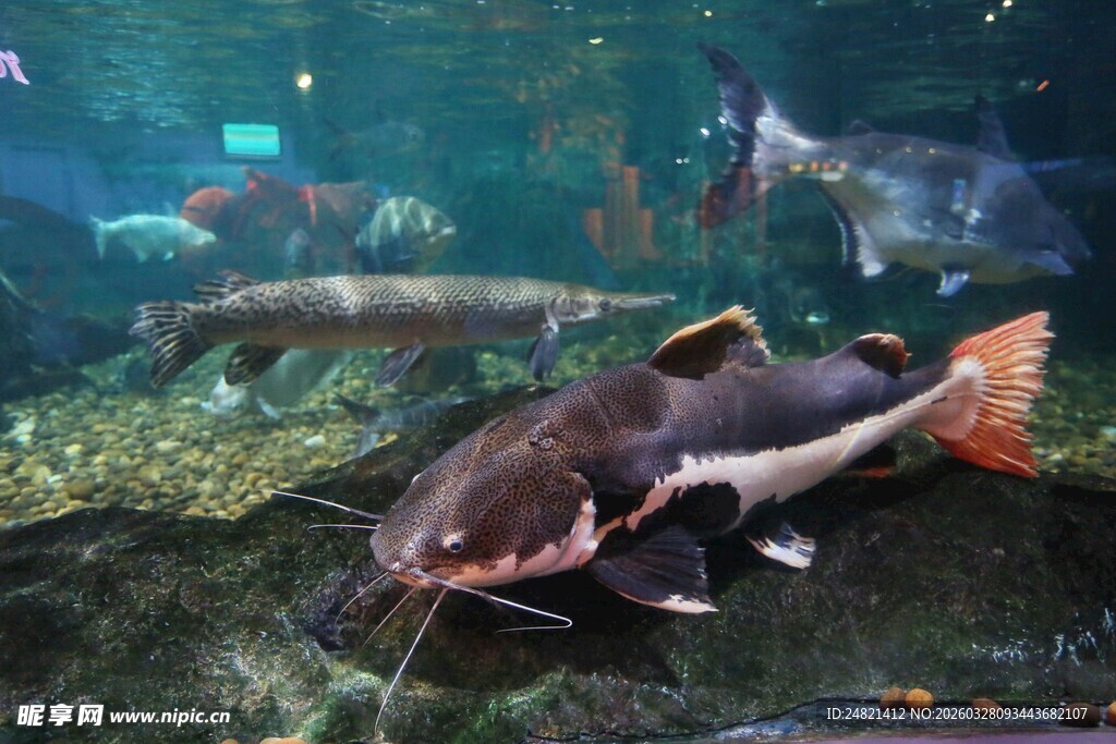 水族馆中的大型鲶鱼