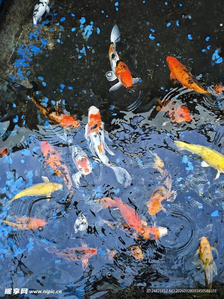 池塘中游动的多彩锦鲤