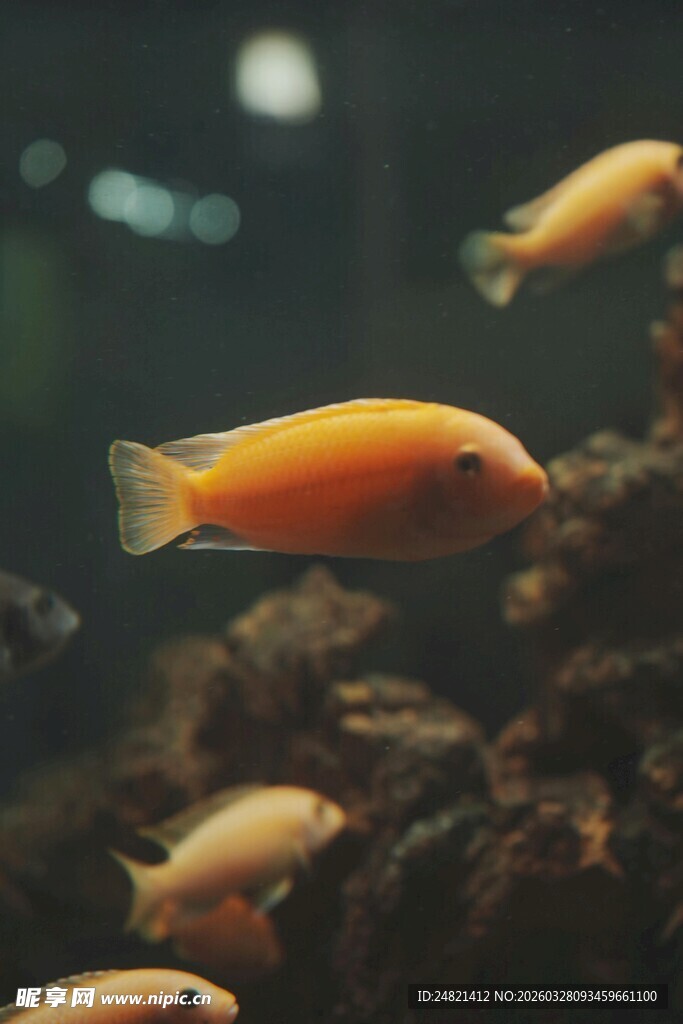 橙色小鱼在水族箱中游动