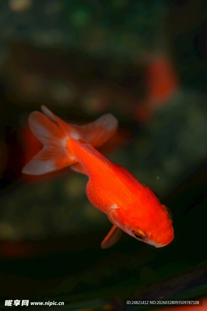 水中游弋的艳丽小金鱼