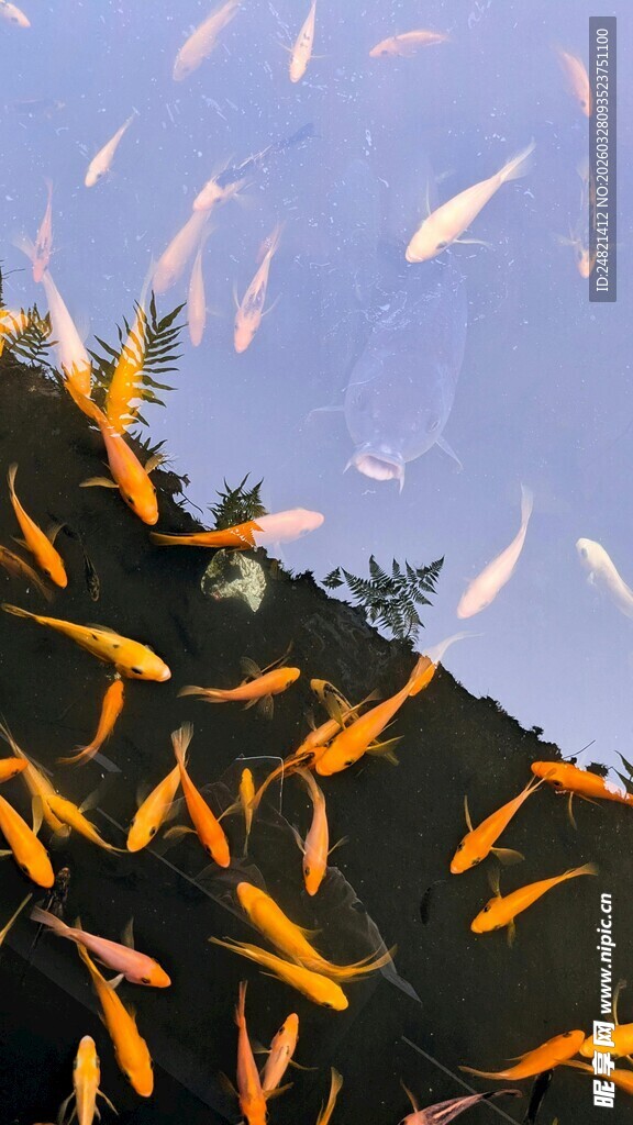 池塘中畅游的多彩金鱼