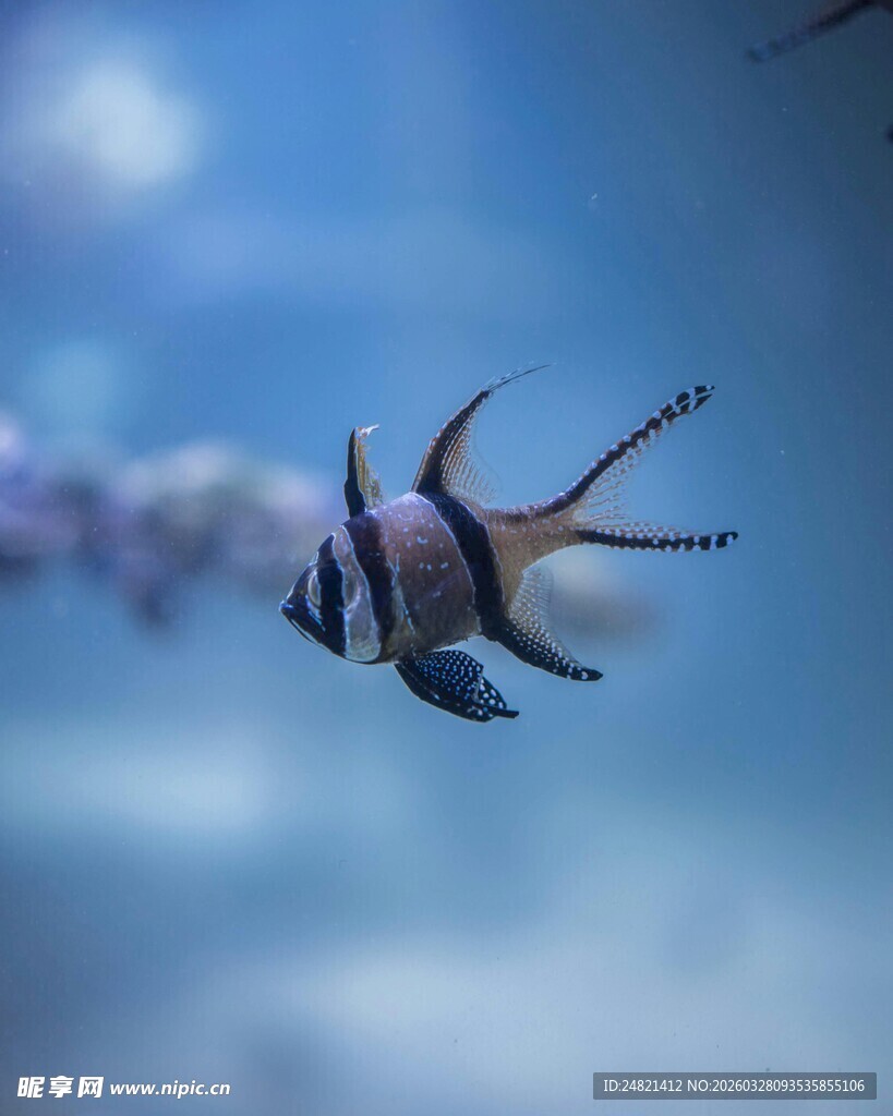 水中游弋的美丽条纹小鱼