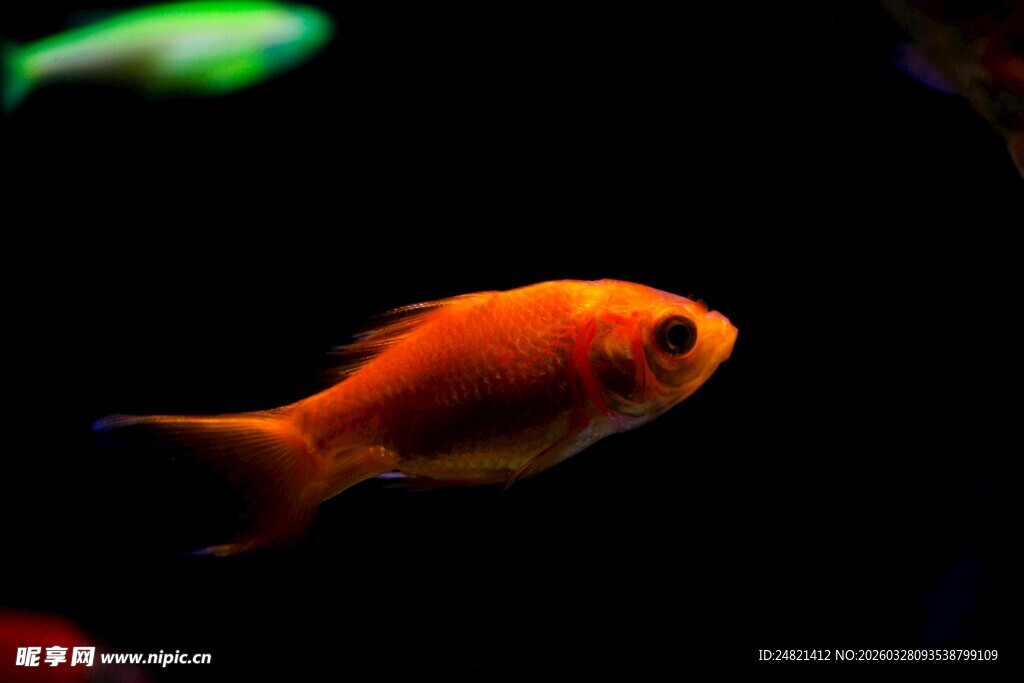 橙色金鱼在水中游动
