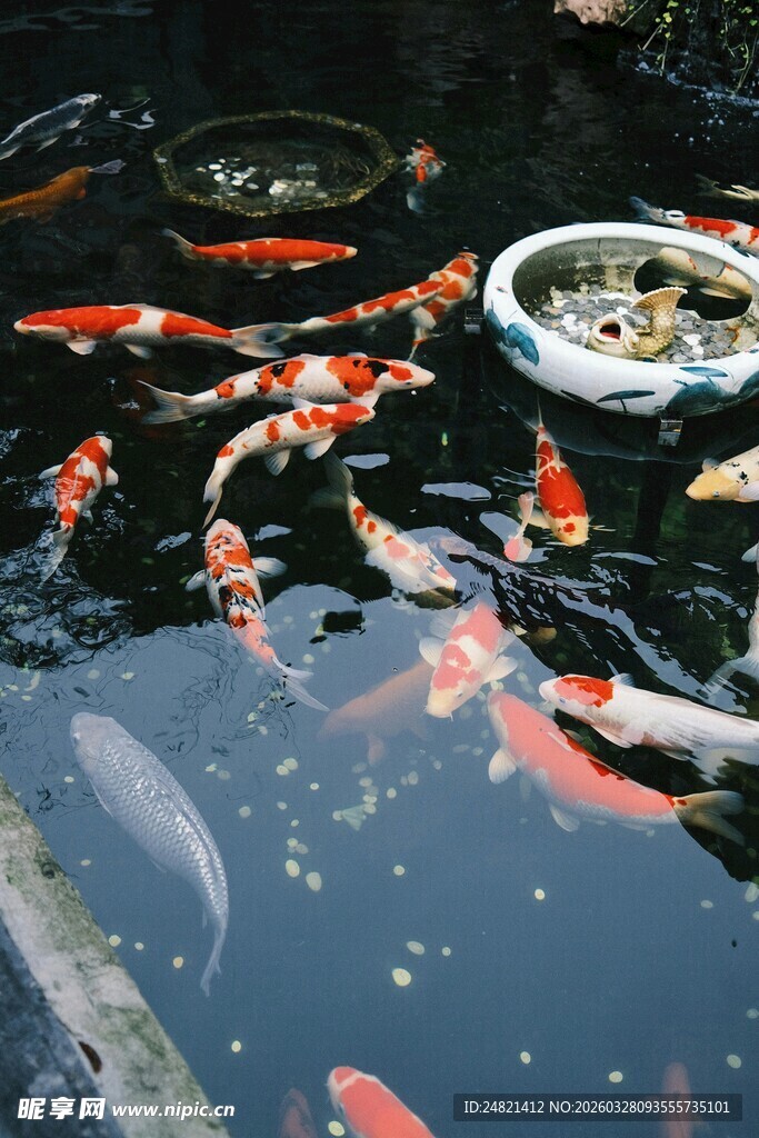 池塘中游动的多彩锦鲤
