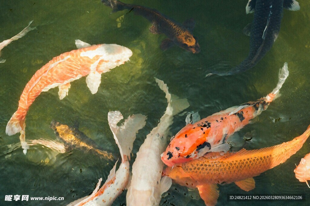 池塘中游动的多彩锦鲤