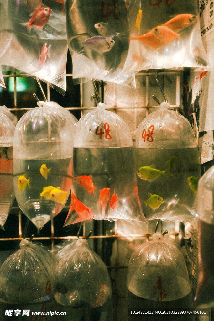 多彩金鱼展示于透明容器中