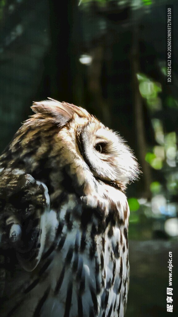 猫头鹰特写