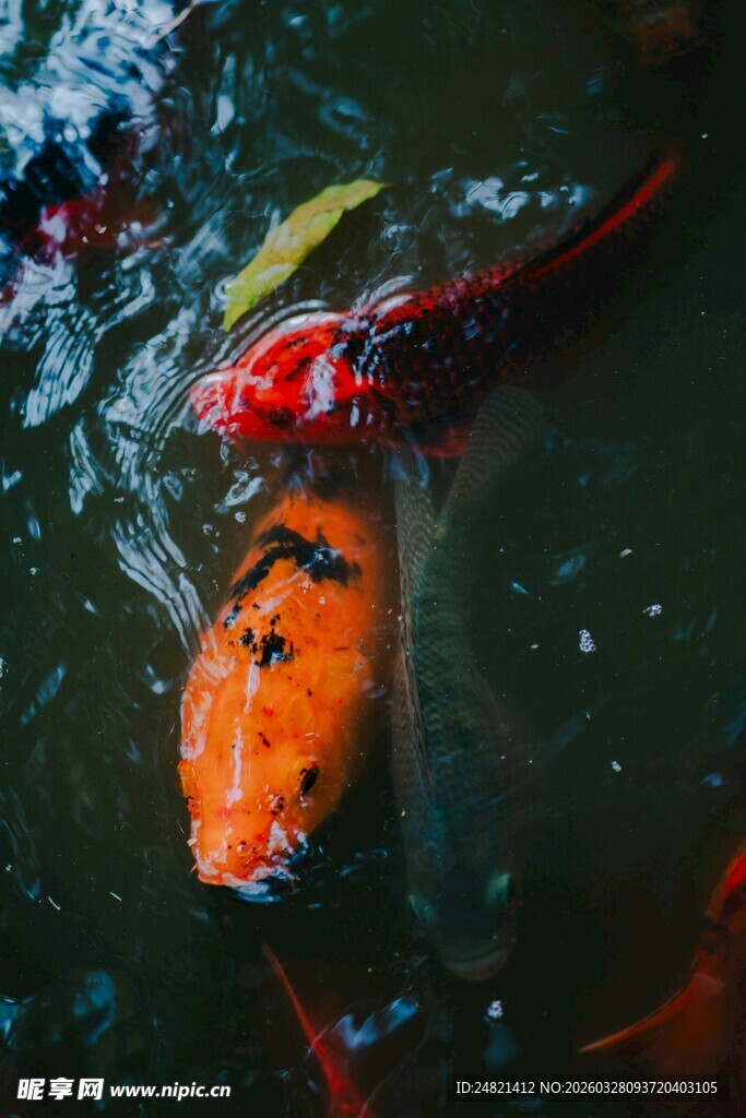 池塘中游动的多彩锦鲤