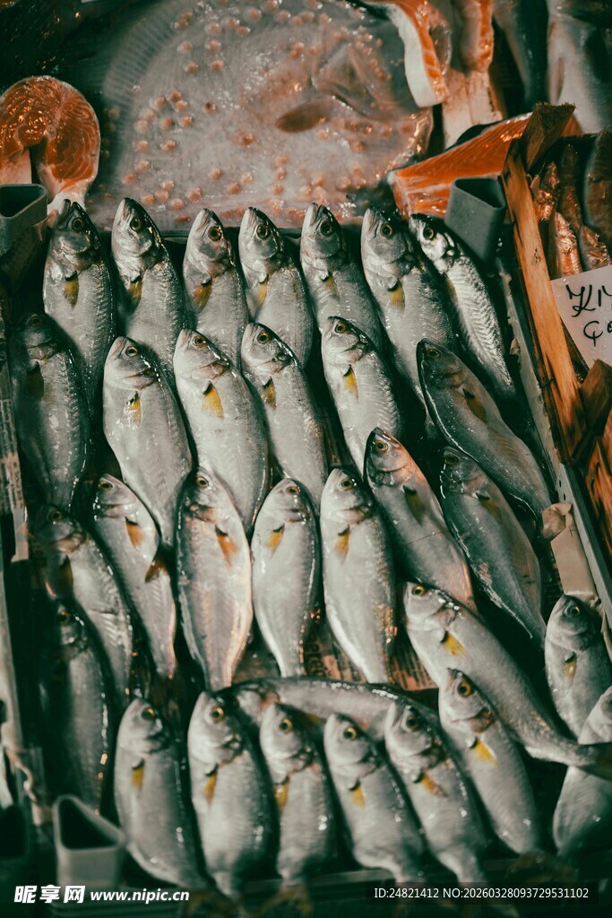 大量鲜鱼整齐堆放
