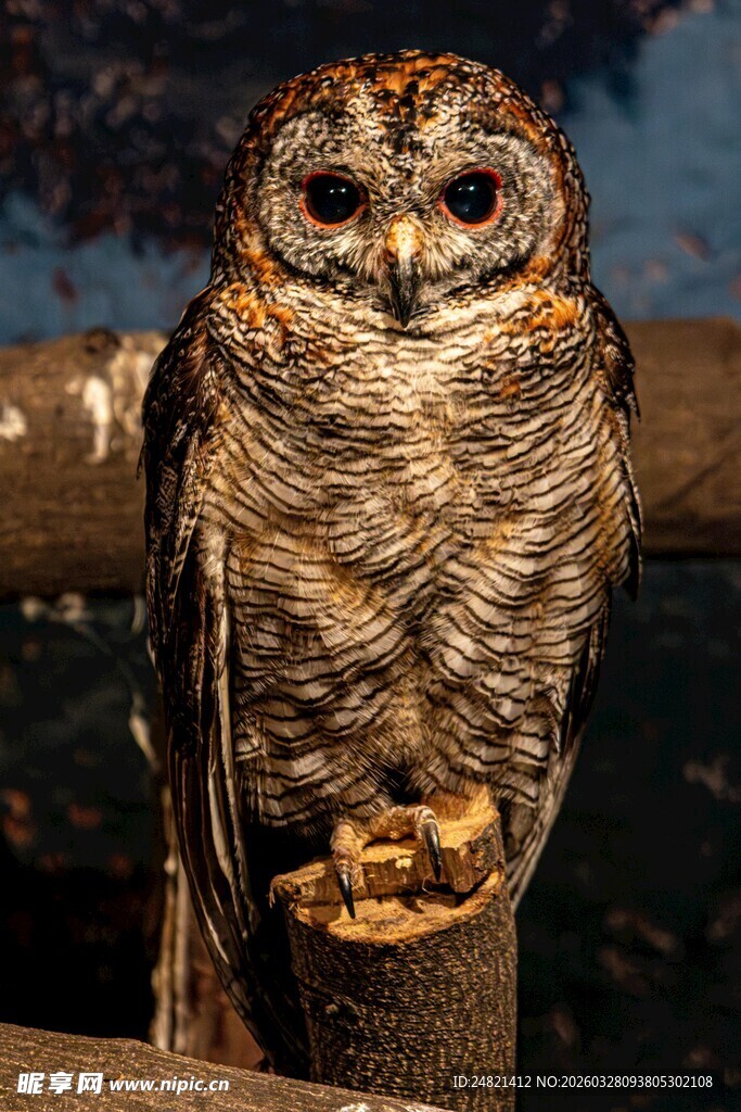 栖息木桩的猫头鹰