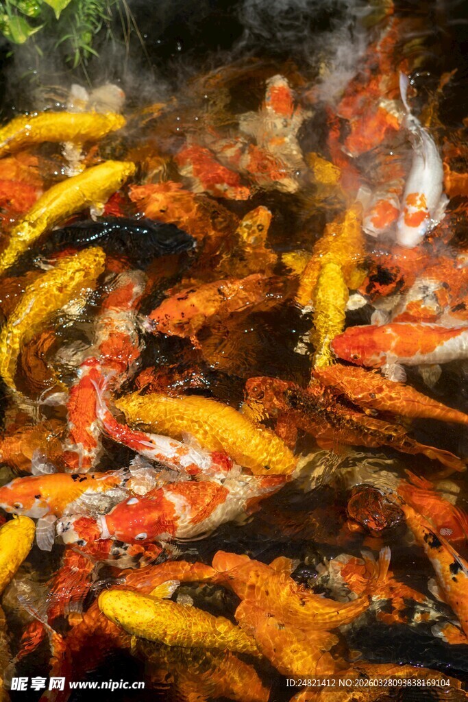 池塘中色彩斑斓的锦鲤鱼群