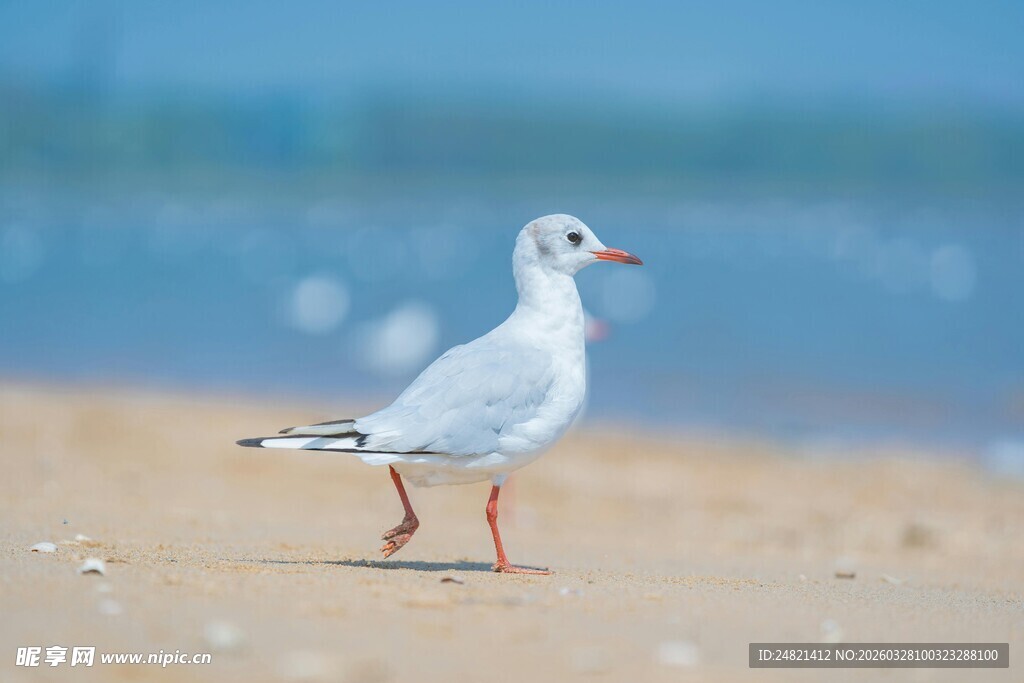 沙滩上的独行海鸥