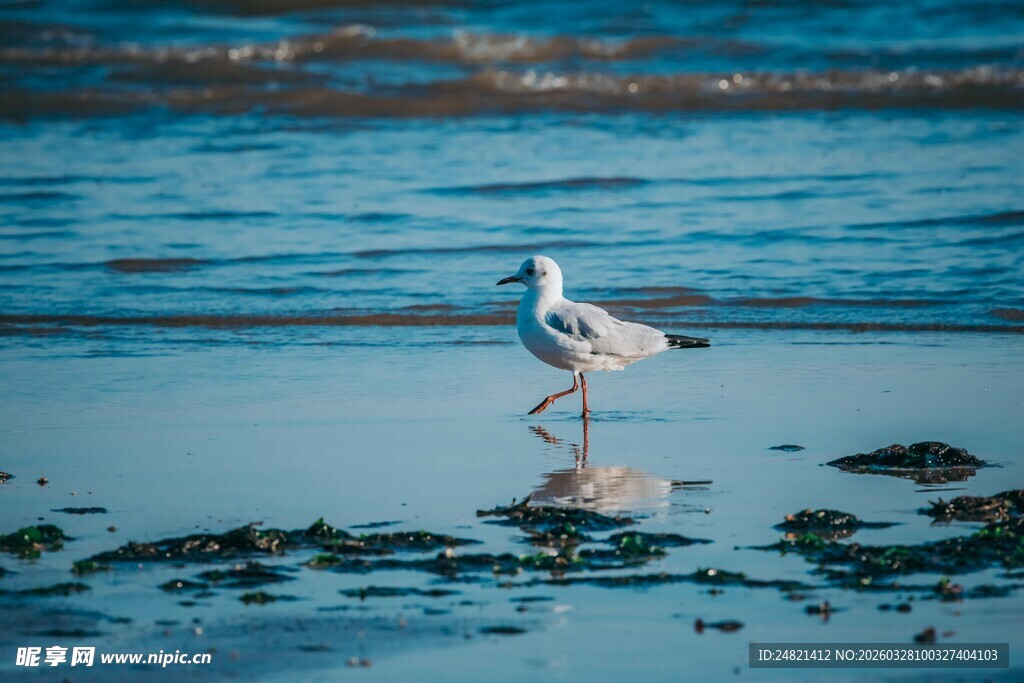 浅滩上漫步的优雅白鸟