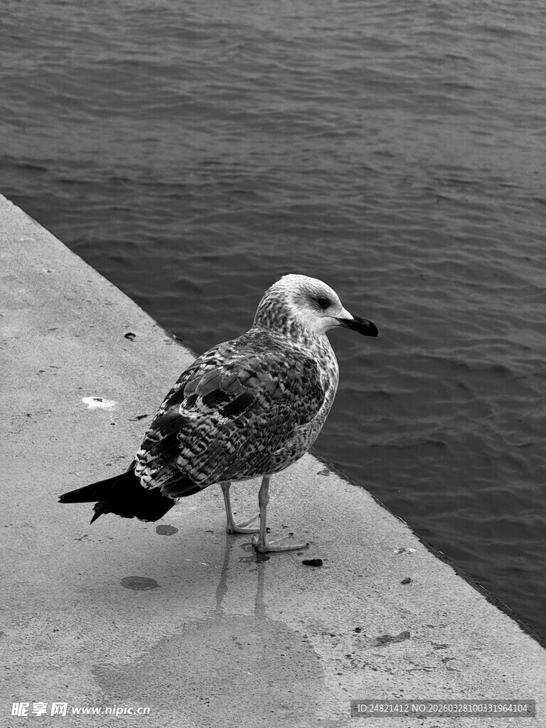 岸边站立的海鸥