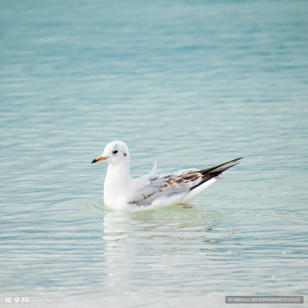 水中海鸥
