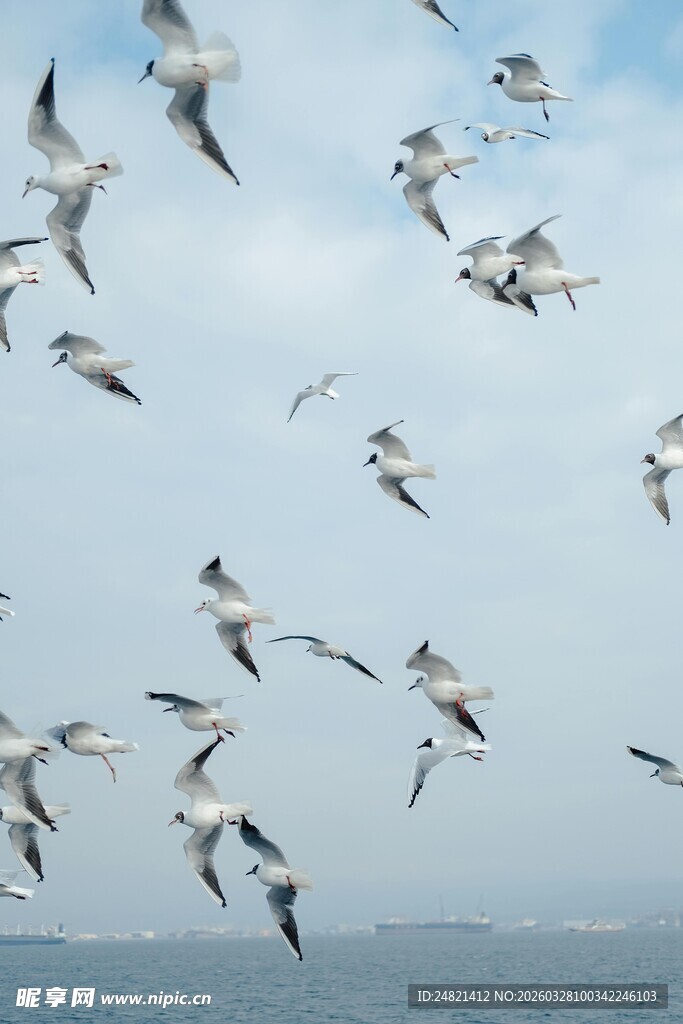 天空中飞翔的成群海鸥