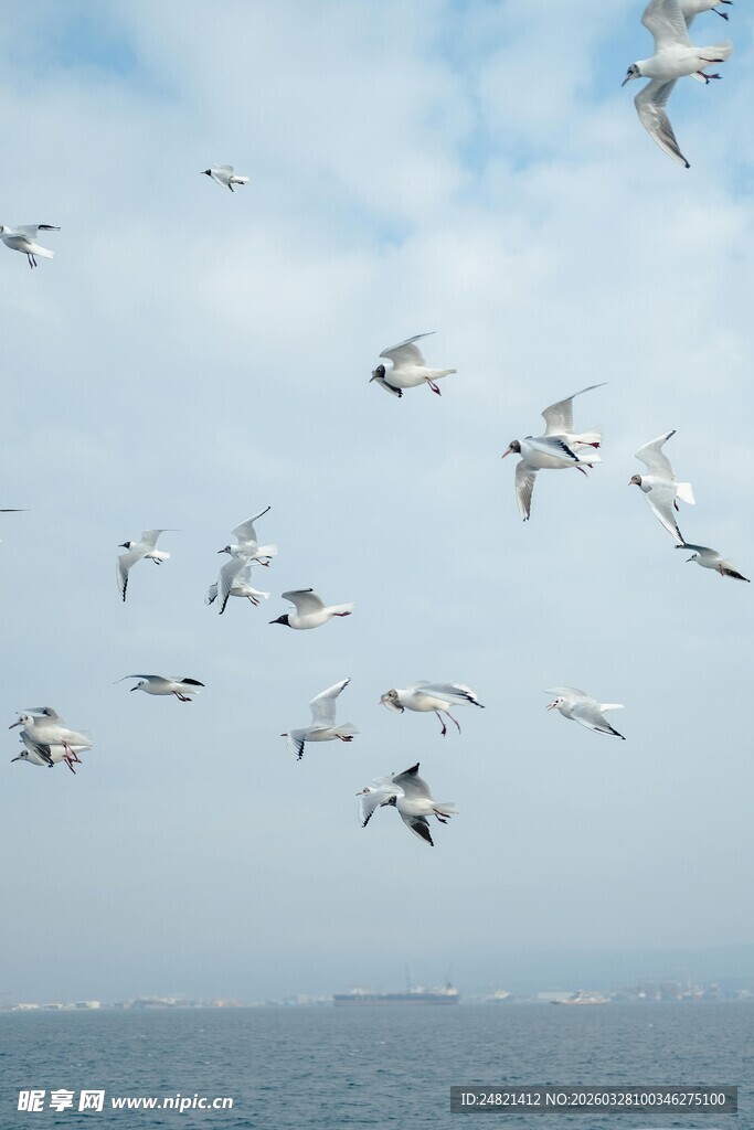 海面上飞翔的成群海鸥