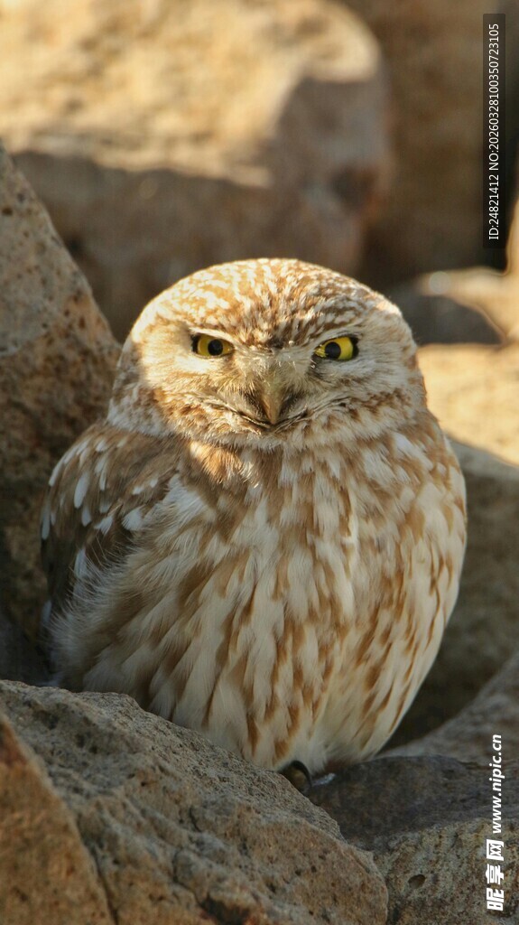 石间呆萌小猫头鹰