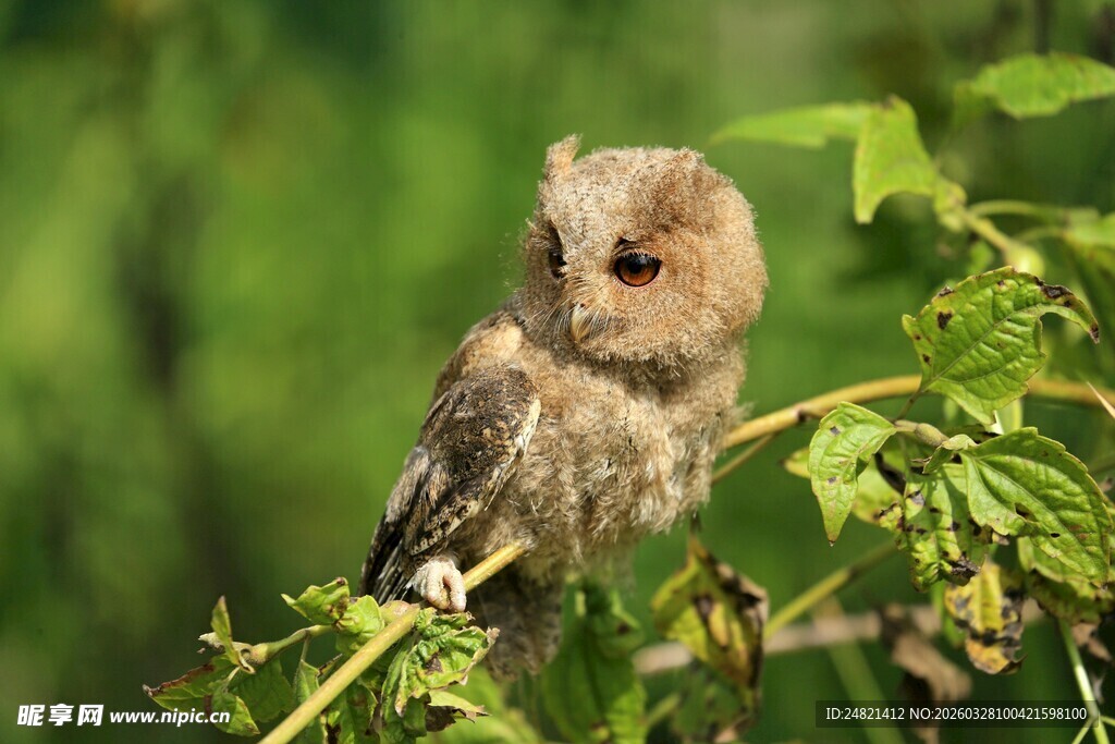 栖息枝头的可爱猫头鹰