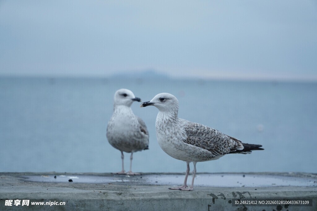 海边双鸥