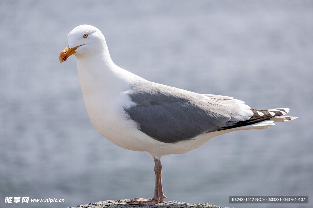 海边站立的灰白海鸥
