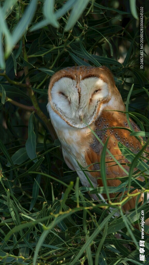 草丛中的猫头鹰