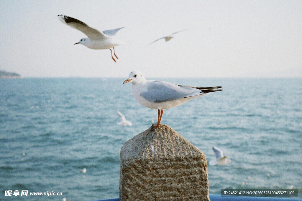海鸥立于石上眺望大海