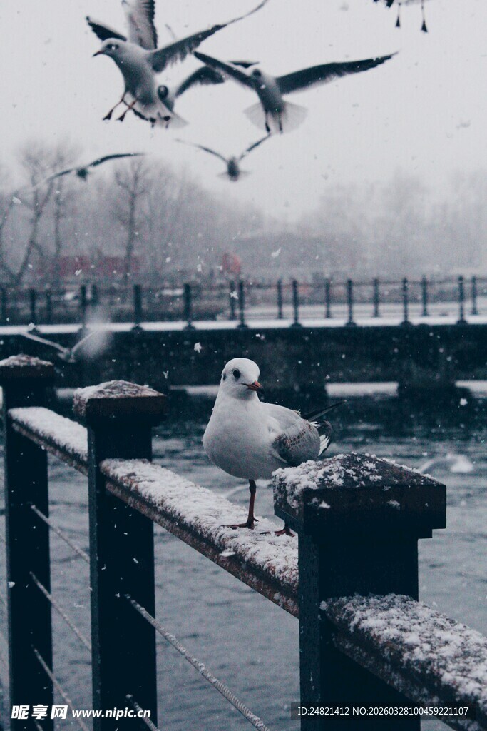 雪后栏杆上的海鸥与飞鸟