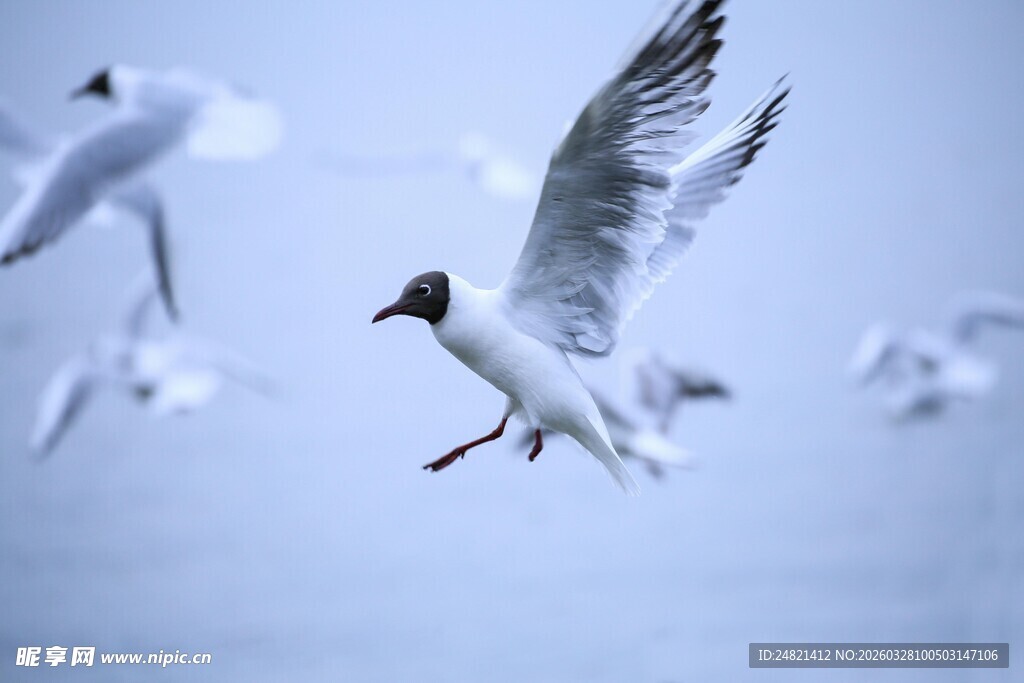 海鸥翱翔于天际